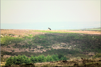 Mulfra Quoit from the Nine Maidens